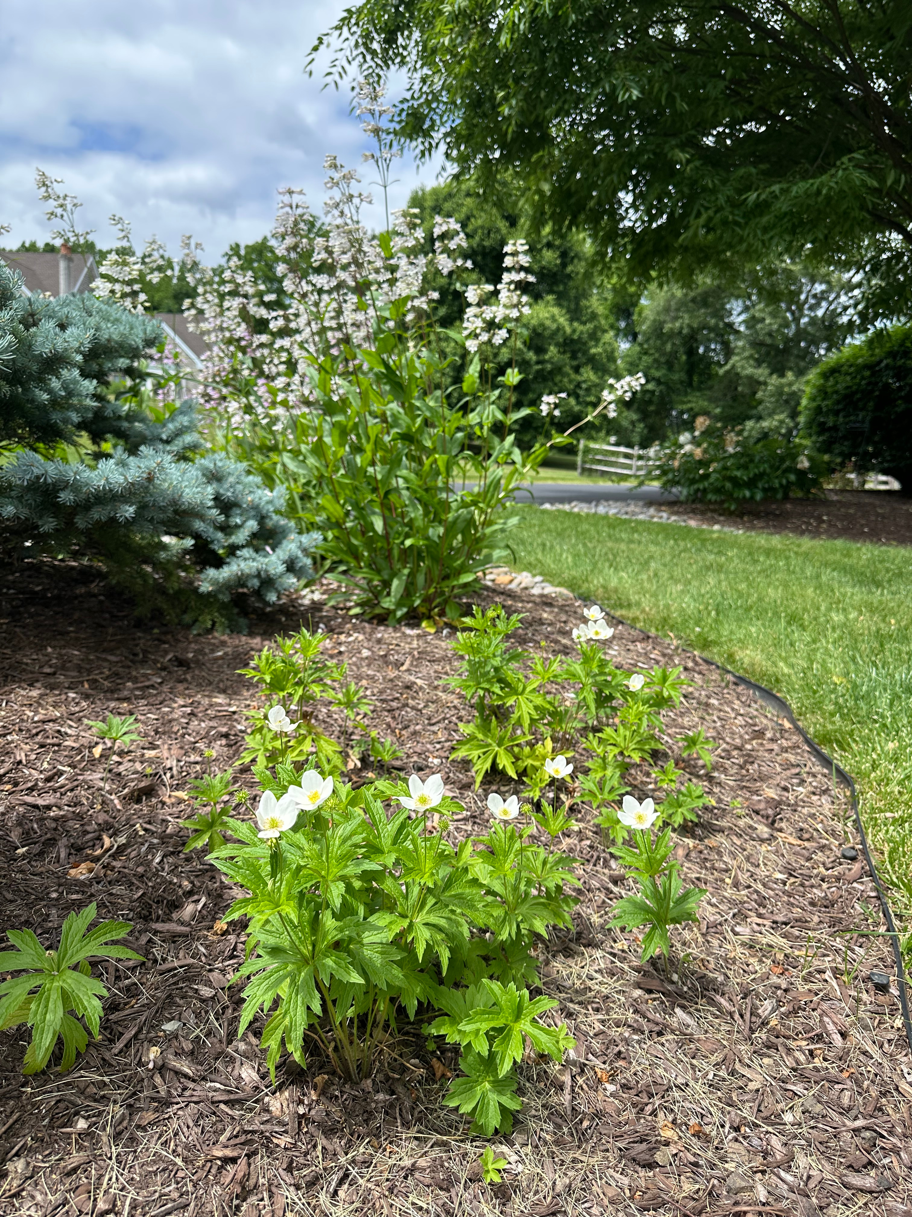 goldenrodpatch